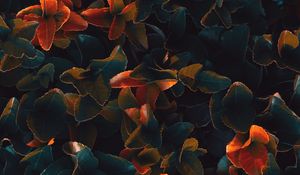 Preview wallpaper plant, leaves, surface, close-up