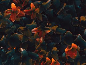 Preview wallpaper plant, leaves, surface, close-up