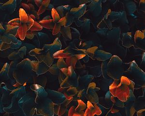 Preview wallpaper plant, leaves, surface, close-up