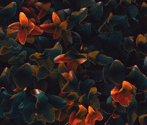 Preview wallpaper plant, leaves, surface, close-up