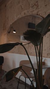 Preview wallpaper plant, leaves, table, cafe, interior