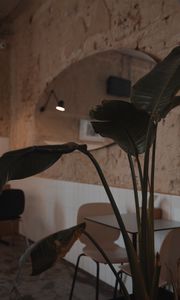 Preview wallpaper plant, leaves, table, cafe, interior