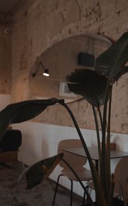 Preview wallpaper plant, leaves, table, cafe, interior