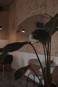 Preview wallpaper plant, leaves, table, cafe, interior