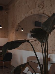 Preview wallpaper plant, leaves, table, cafe, interior