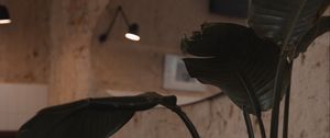 Preview wallpaper plant, leaves, table, cafe, interior