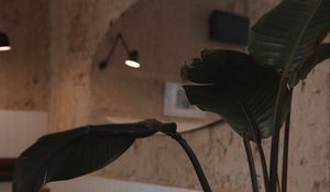 Preview wallpaper plant, leaves, table, cafe, interior