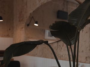 Preview wallpaper plant, leaves, table, cafe, interior
