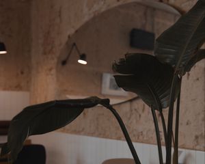 Preview wallpaper plant, leaves, table, cafe, interior