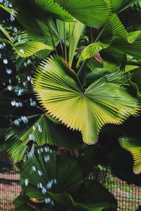 Preview wallpaper plant, leaves, tropics, green, macro