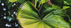 Preview wallpaper plant, leaves, tropics, green, macro