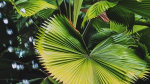 Preview wallpaper plant, leaves, tropics, green, macro