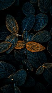 Preview wallpaper plant, leaves, veins, dark