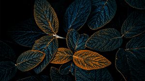 Preview wallpaper plant, leaves, veins, dark