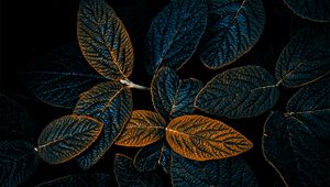 Preview wallpaper plant, leaves, veins, dark