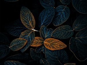 Preview wallpaper plant, leaves, veins, dark