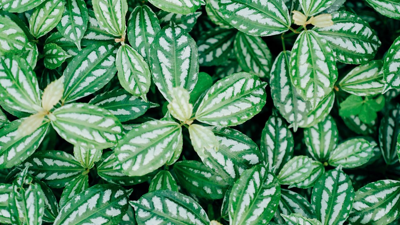 Wallpaper plant, leaves, veins, green