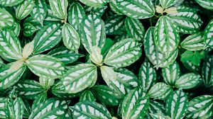 Preview wallpaper plant, leaves, veins, green