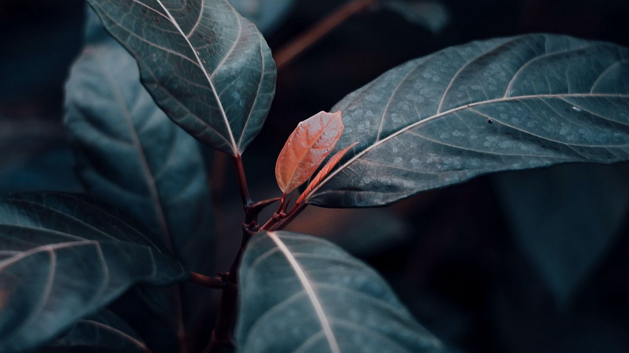 Wallpaper plant, leaves, veins, green, stem