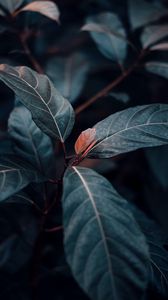 Preview wallpaper plant, leaves, veins, green, stem