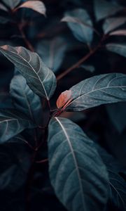 Preview wallpaper plant, leaves, veins, green, stem