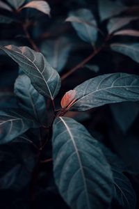 Preview wallpaper plant, leaves, veins, green, stem