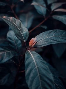 Preview wallpaper plant, leaves, veins, green, stem