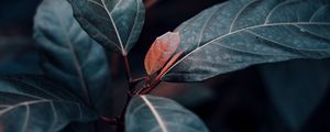 Preview wallpaper plant, leaves, veins, green, stem