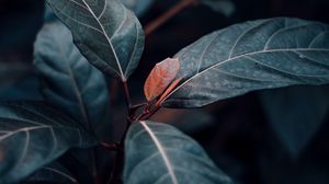 Preview wallpaper plant, leaves, veins, green, stem