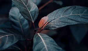 Preview wallpaper plant, leaves, veins, green, stem