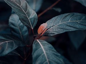 Preview wallpaper plant, leaves, veins, green, stem