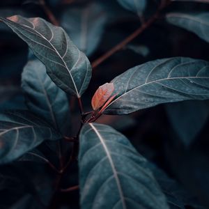 Preview wallpaper plant, leaves, veins, green, stem