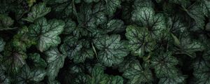Preview wallpaper plant, leaves, veins, green, macro