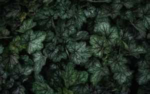 Preview wallpaper plant, leaves, veins, green, macro