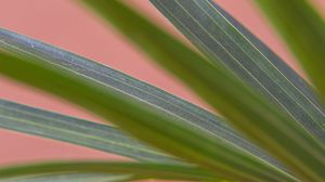 Preview wallpaper plant, leaves, veins, macro