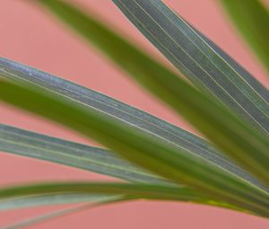 Preview wallpaper plant, leaves, veins, macro