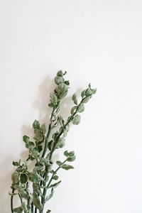 Preview wallpaper plant, leaves, wall, minimalism