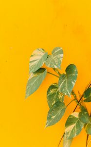 Preview wallpaper plant, leaves, wall, yellow, minimalism