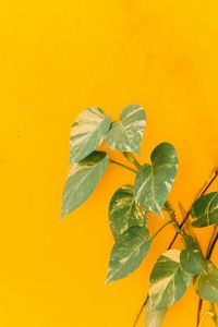 Preview wallpaper plant, leaves, wall, yellow, minimalism