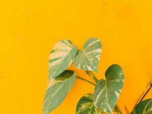 Preview wallpaper plant, leaves, wall, yellow, minimalism