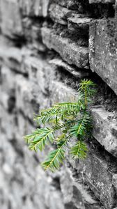 Preview wallpaper plant, leaves, wall, bricks, macro