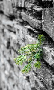 Preview wallpaper plant, leaves, wall, bricks, macro
