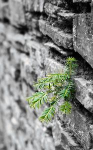 Preview wallpaper plant, leaves, wall, bricks, macro