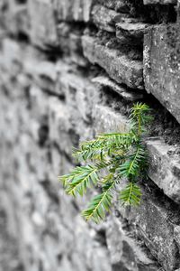 Preview wallpaper plant, leaves, wall, bricks, macro