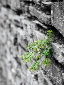 Preview wallpaper plant, leaves, wall, bricks, macro