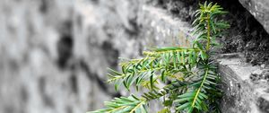 Preview wallpaper plant, leaves, wall, bricks, macro