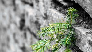 Preview wallpaper plant, leaves, wall, bricks, macro