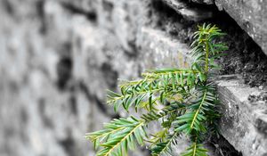 Preview wallpaper plant, leaves, wall, bricks, macro