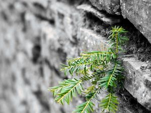 Preview wallpaper plant, leaves, wall, bricks, macro