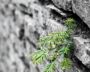 Preview wallpaper plant, leaves, wall, bricks, macro